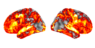 brain heatmap